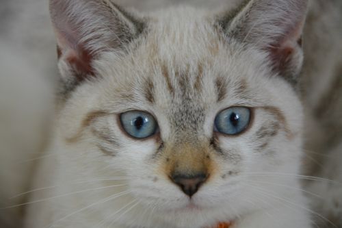 cat kitten blue eyes look