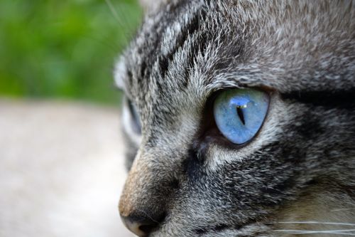 cat eye animal