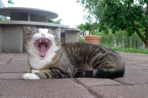 cat yawn tongue