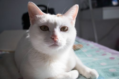 cat white cat bed