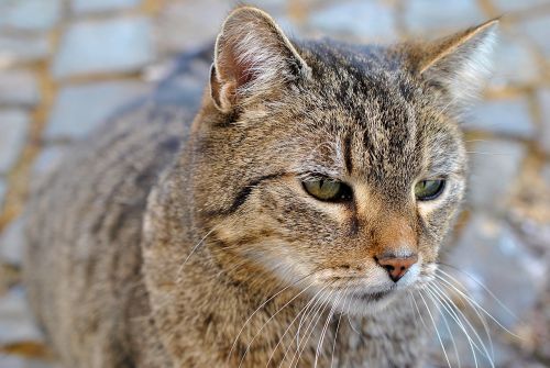 cat grey nature