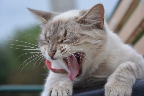 cat yawn of the cat feline