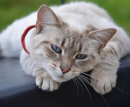 cat cat lying tranquil