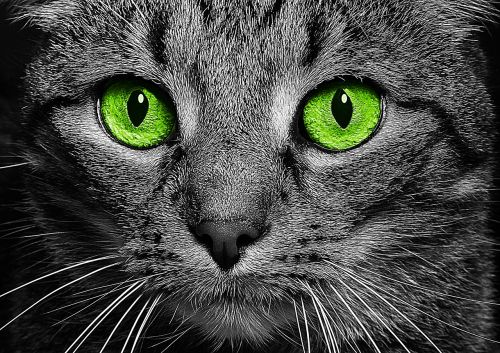 cat green eyes cat's eyes