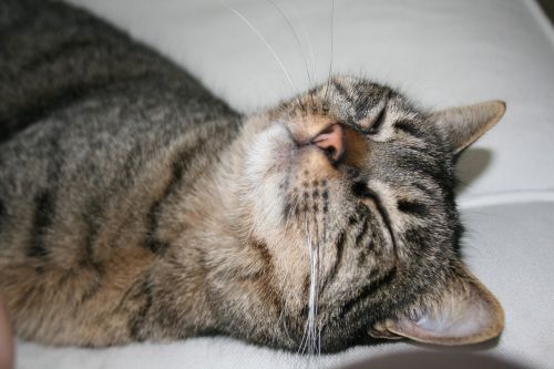 cat mackerel sleep
