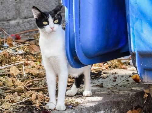 cat stray tramp