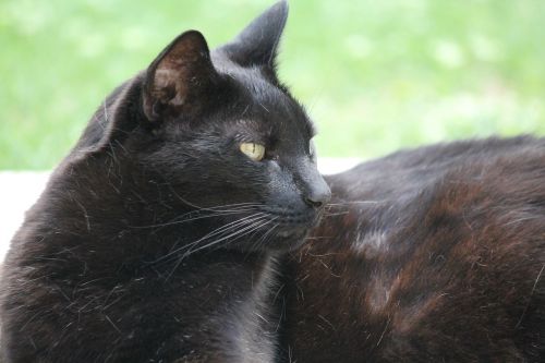 cat black- brown pet