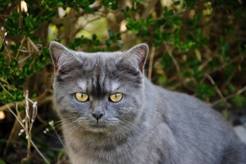 cat nature grey
