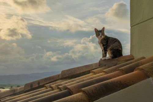 cat sunset roof