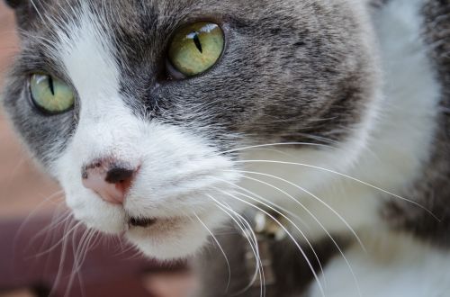 cat whiskers eye