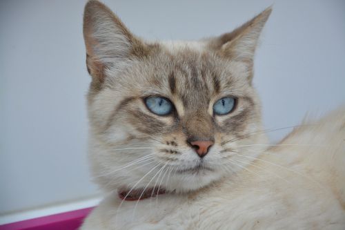 cat portrait blue eyes