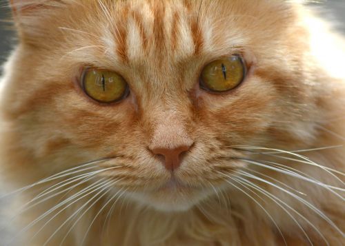 cat red tomcat portrait