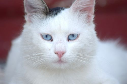 cat feline blue eyes