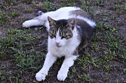 cat tabby domestic cat