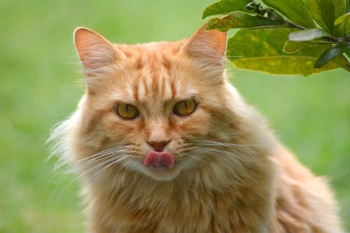 cat tongue cat tongue