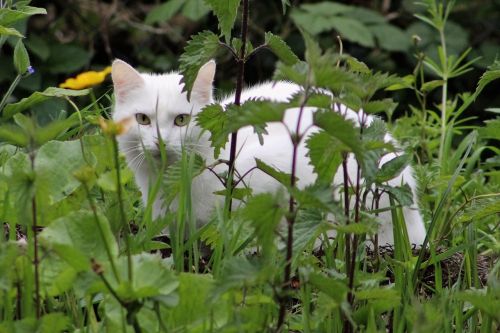 cat pet hiding