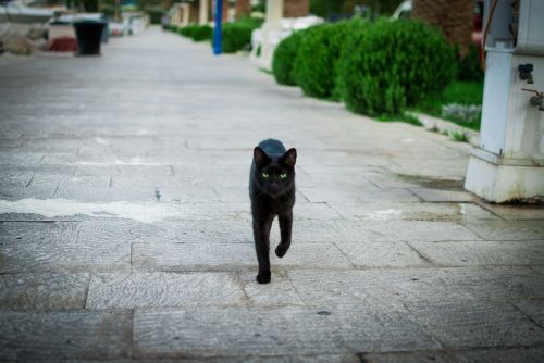 cat croatia black