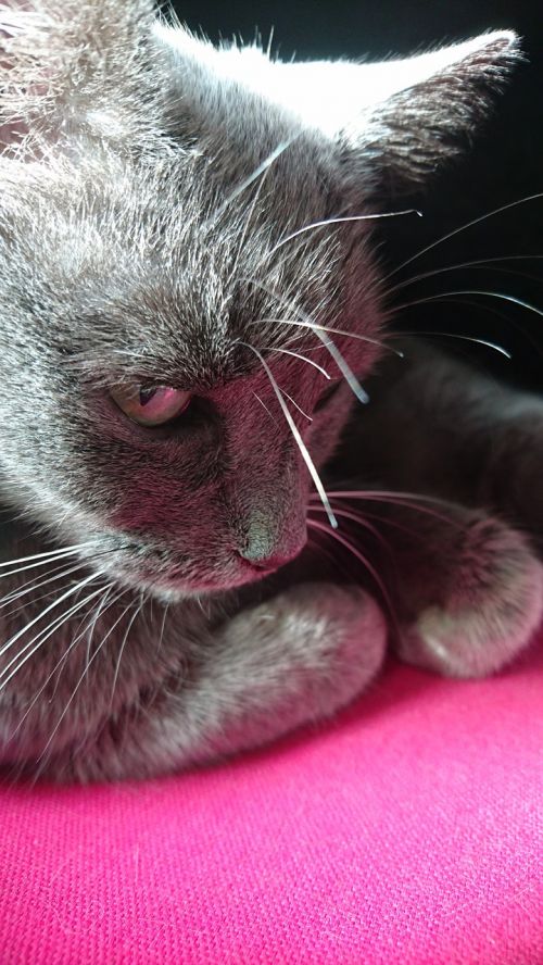 cat russan blue gray cat