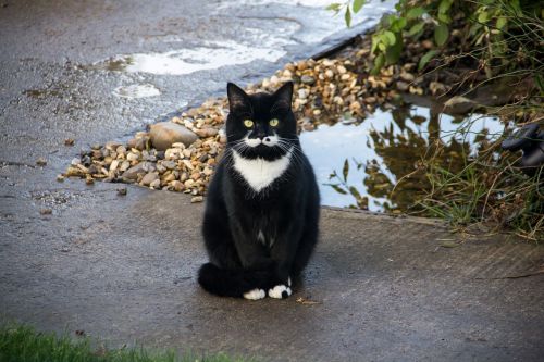 cat footpath animal