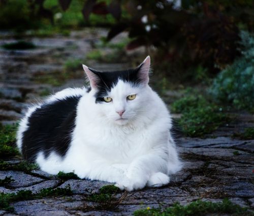 cat pet black and white