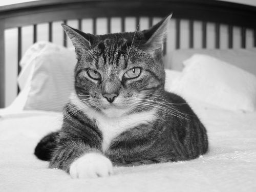 cat cat in bed bed
