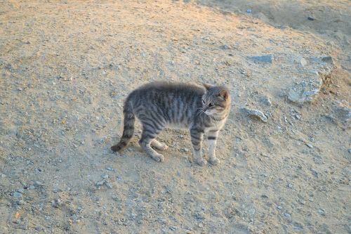 cat feral cat animal