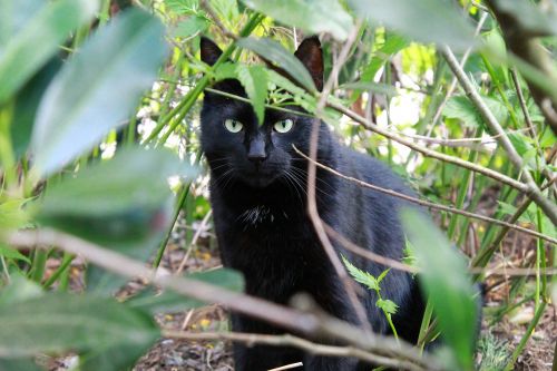cat black cat black kitty