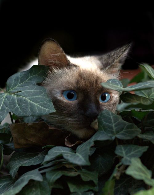 cat burmese blue eyes