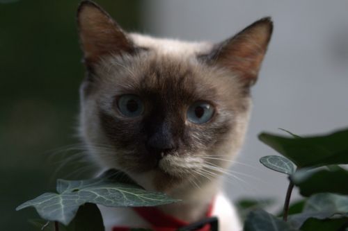 cat burmese blue eyes