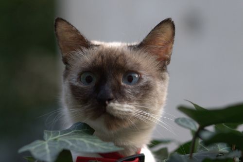 cat burmese blue eyes