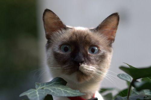 cat burmese blue eyes