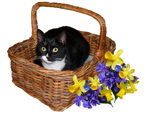 cat basket flowers