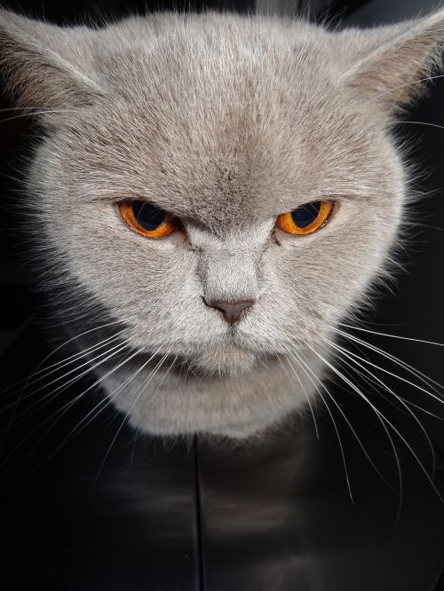 cat grey feline