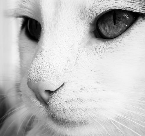 cat black and white muzzle cat