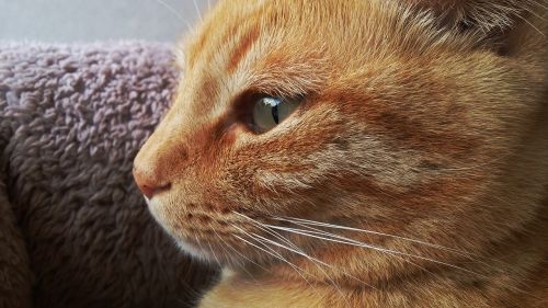 cat eyes orange