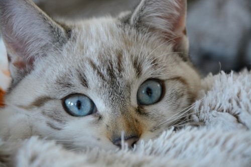 cat kitten cat eyes