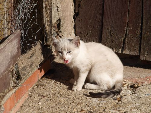 cat about roof