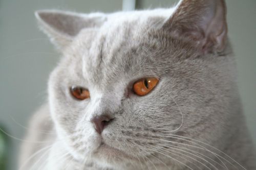 cat lilac eyes