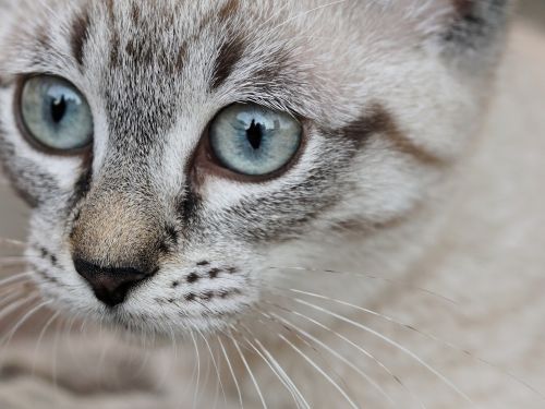 cat animal eyes