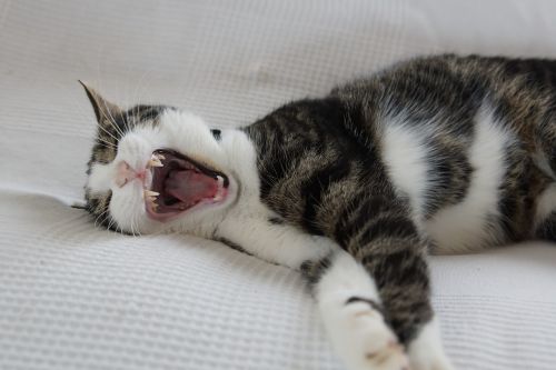 cat yawn tired
