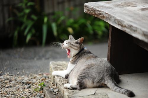 cat yawn autumn