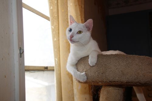 cat kitty white