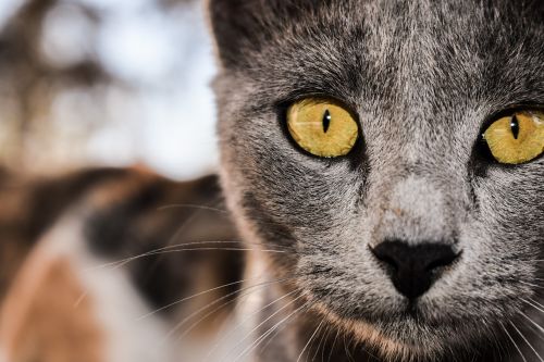 cat grey eyes