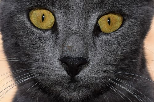 cat grey eyes