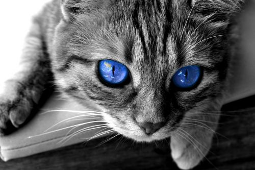 cat eyes cat's eyes