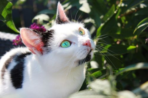 cat plant eyes