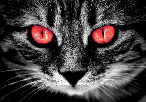 cat creepy fire red eyes