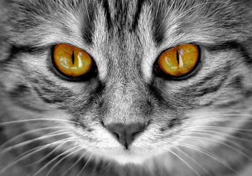 cat eyes cat's eyes