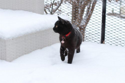 cat snow domestic cat