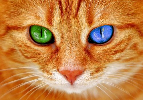 cat eyes bi color